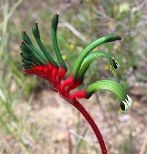 Creating and Educating: Wildflowers Western Australia