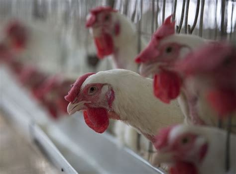 Exportação de frango do Brasil cresce 20 6 em janeiro e bate recorde