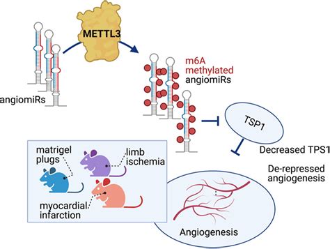 METTL3 Regulates Angiogenesis By Modulating Let 7e 5p And MiRNA 18a 5p