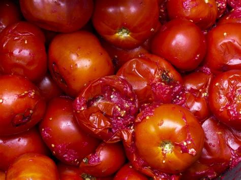 Rotten Tomatoes Free Stock Photo - Public Domain Pictures