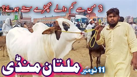 Multan Cow Mandi Latest Updates Today Multan Janwar Mandi