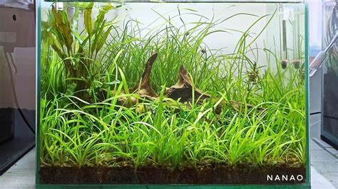 Amazing Natural Style Nano Aquascape Membuat Aquascape Tema Natural