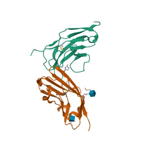 RCSB PDB 7YGG Crystal Structure Of Human CD47 In Complex With