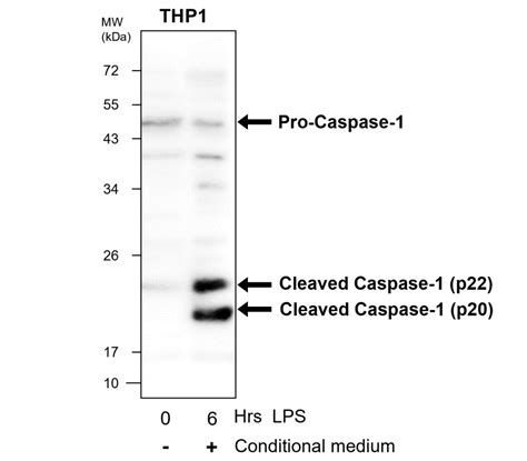 Caspase 1 Cleaved Asp 297 Antibody IR95 397 IReal Biotechnology Inc