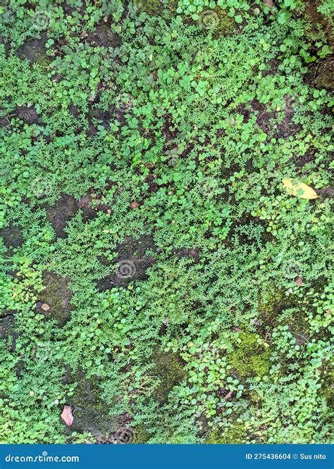 The Walls are Overgrown with Moss and Weeds that Litter the Environment
