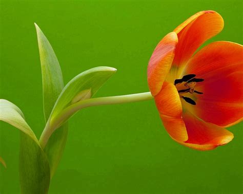 Wallpaper One orange tulip, green background 2560x1600 HD Picture, Image