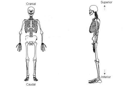 Pin On Cranial And Caudal