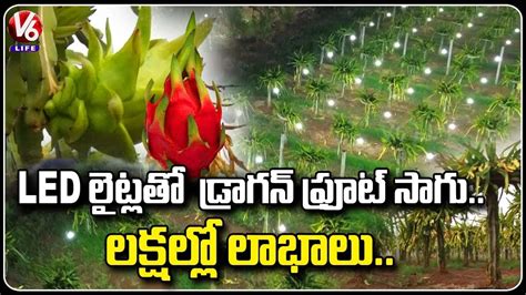 Dragon Fruit Farming How To Start A Dragon Fruit Farming V6 Life