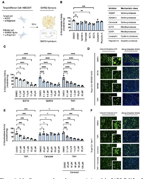 PDF Metalloprotease Dependent S2 Activation Promotes CellCell