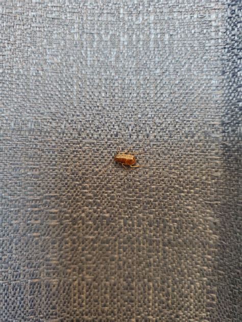 Can Someone Identify This Bug Its Chilling On The Curtain To My