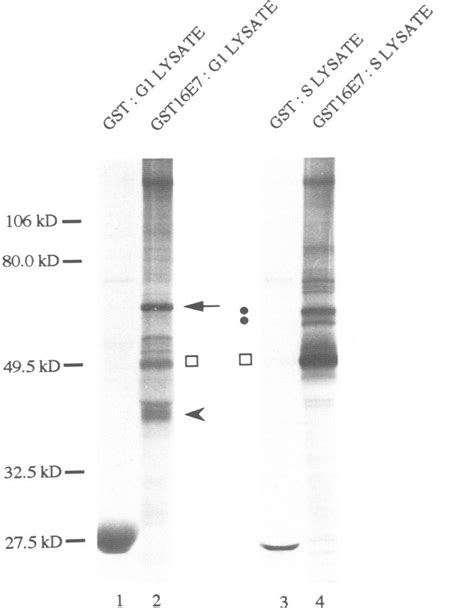 Cell Cycle Dependent Interaction Of A Cellular Proteins With