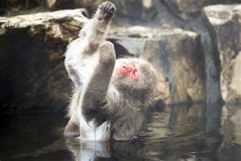 Snow Monkeys Macaque Bathing In Hot Spring Nagano Prefecture Japan Stock Image Image Of