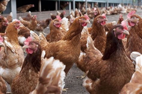 Vogelgriep Vastgesteld Op Pluimveebedrijf In Putten Circa 77 000