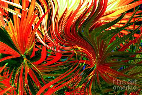 Fire Palm Photograph By Monica Poole Fine Art America