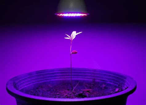 Can Plants Use Artificial Light For Photosynthesis Garden For Indoor