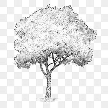 Sketch Tree PNG, Vector, PSD, and Clipart With Transparent Background ...