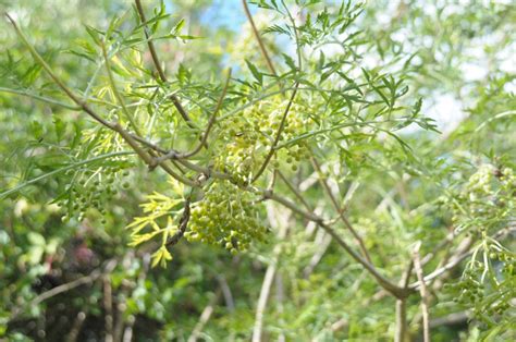 Sambucus Nigra The Pearl Plantentuin Esveld