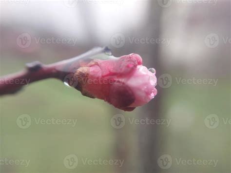 Young Flowers Sprout In Spring 23070910 Stock Photo At Vecteezy