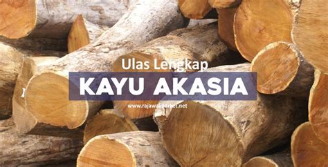 Alasan Memilih Kayu Akasia! Kenali karakteristik dan Manfaat Terbaiknya ...