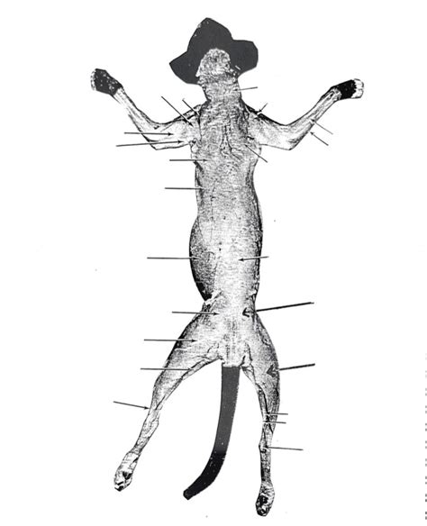 Cat Muscles Dorsal View Diagram Quizlet