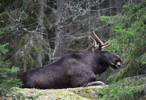 Nyt Tarkkana Liikenteess Jahtikausi Saa Hirvet Liikkeelle Suomenmaa Fi