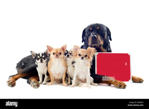 five dog dogs Stock Photo - Alamy