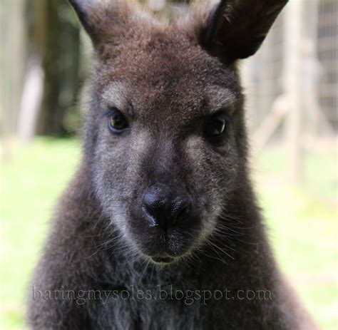 Baring My Soles Kangaroos Wallaroos Wallabies And Llamas