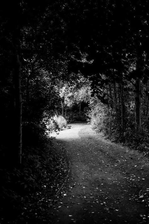 Forest Path In Black And White Stock Image Image Of Path Texture