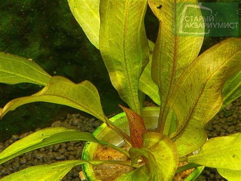Echinodorus IpiCa- Эхинодорус Ипика | Московские Аквариумные Растения