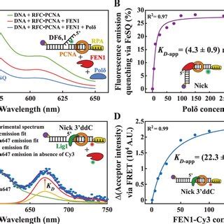 Formation of the FEN1PolδPCNA and FEN1Lig1PCNA toolbelts A Emission