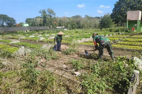 Dukung Ketahanan Pangan Babinsa Koramil Ponggok Blitar Bantu Penyiapan