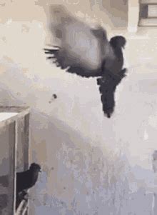 Flying Pigeon Gif GIFs | Tenor