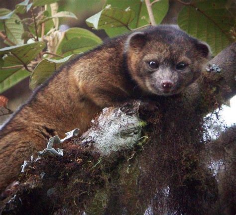 Meet The Olinguito A New Species Of Animal Found In Cloud Forests Of