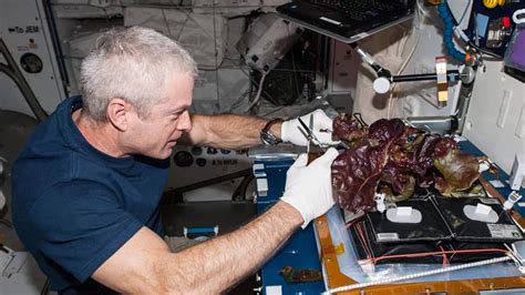 Everything You Wanted To Know About Space Food Explore Awesome