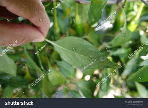 Pepper Powdery Mildew Disease Symptoms Images Stock Photos