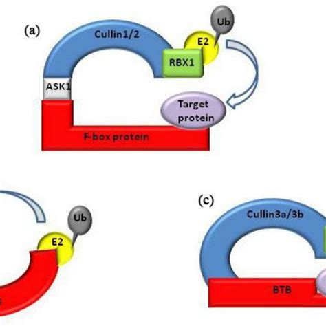 Schematic Diagram Of E3 Ligases Involved In Ubiquitination Of Either Download Scientific