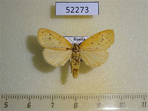 Arctiidae Stigmatophora Leacrita Primorye Fareastinsects