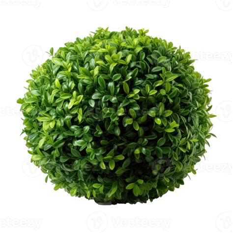 Green Bush Isolated Png