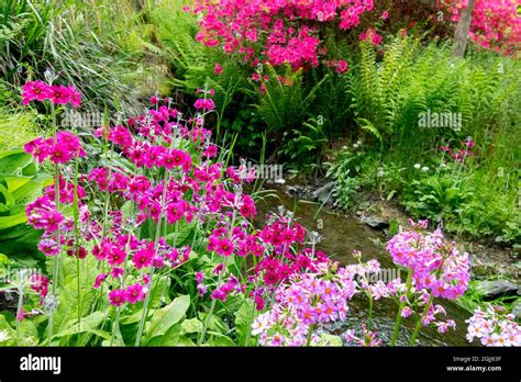 Flowers Border Spring Garden Stream Stock Photo Alamy
