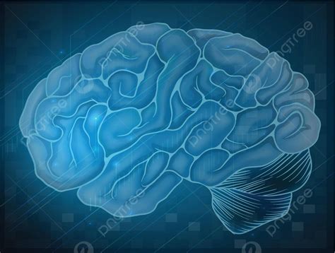 Brain Physiology Cerebrospinal Fluid Central Vector Physiology