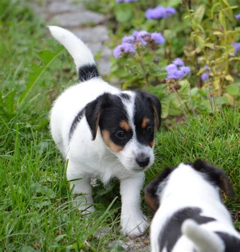 Welpen Jack Russell Terrier Von Karoo