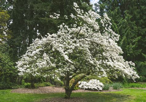 14 Front Yard Trees to Enhance Your Home's Curb Appeal