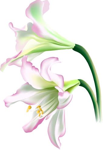 Lily Flower clip art