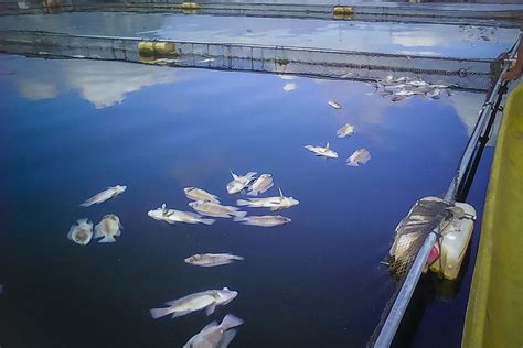 Fish kill affects Lake Sebu | GMA News Online