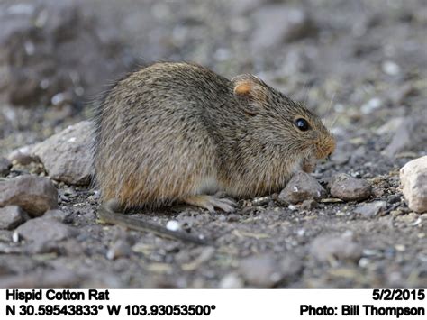 Hispid Cotton Rat Hispid Cotton Rat Photographed At The In Flickr