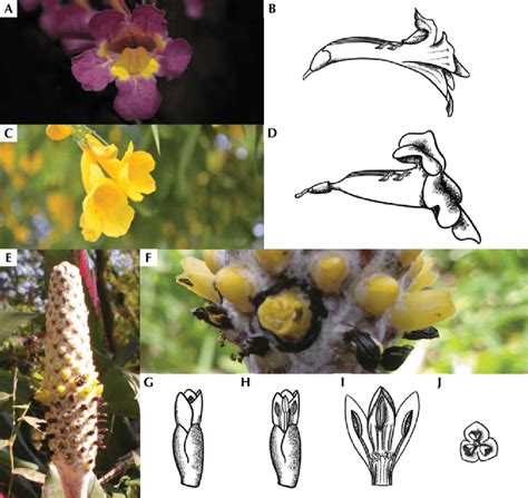 Flores De Bignoniaceae Y Bromeliaceae A B Handroanthus Impetiginosus