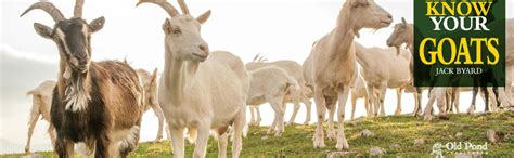 Know Your Goats Old Pond Books 36 Goat Breeds From Around The World