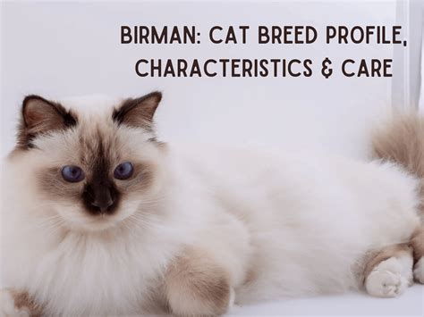 Birman Cats: A Comprehensive Breed Profile, Characteristics, and Care