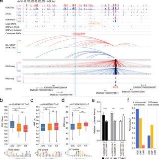 Validation Of Newly Identified Candidate Functional SNPs A IGV Plot Of