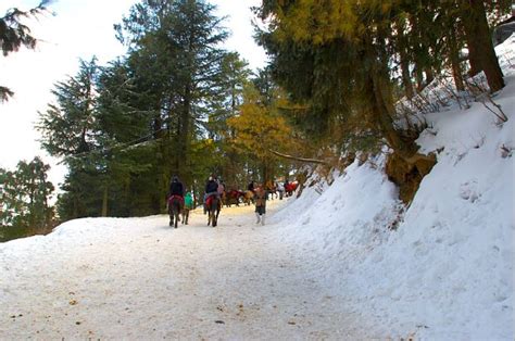 Kufri snow point near Shimla for tourist horse ride and mini Zoo